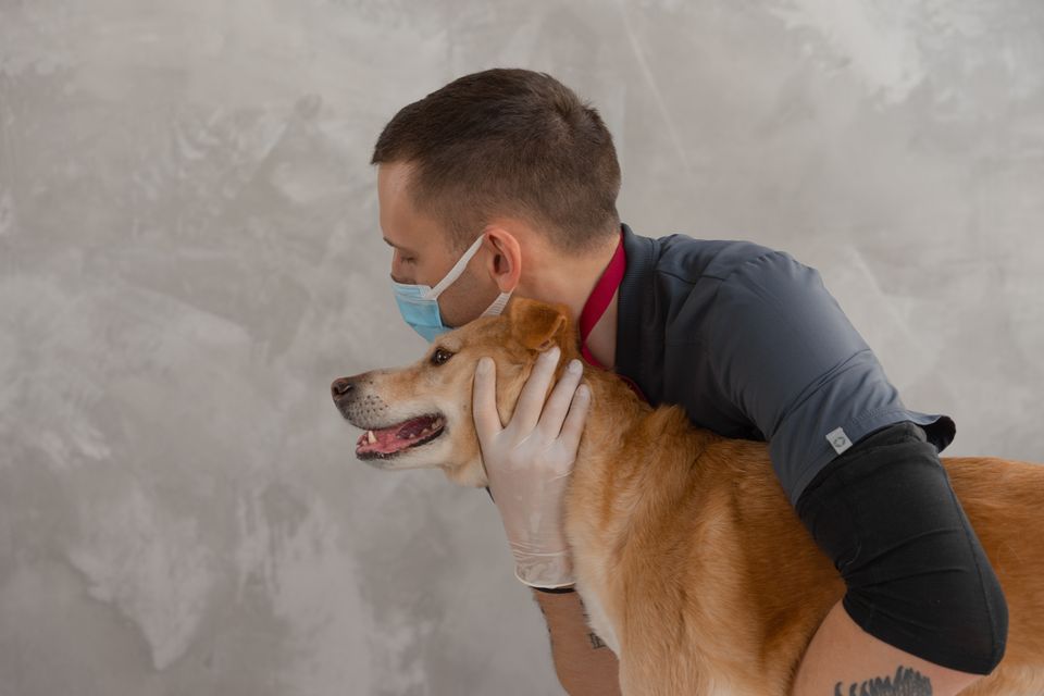 Il veterinario coccola un cane dopo la visita