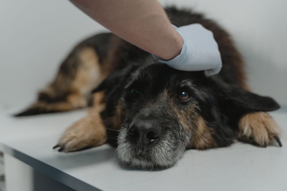 Un cane tranquillo sul lettino